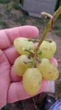 koketka2608251