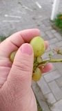 koketka2608252