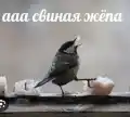 62982492814.png