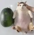 65613603904.png
