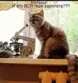 67950907055.png