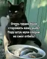 70505974433.png