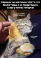 73329261184.png