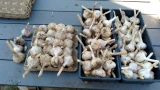 2026-07-28_chesnok