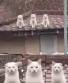 17771145499853.png