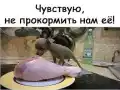 17799726105499.png