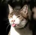17809430623438.png