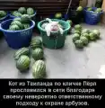 17820589835827.png