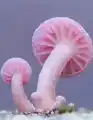 17842136277163.png