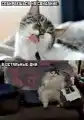 58403967871.png