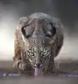 58518038640.png